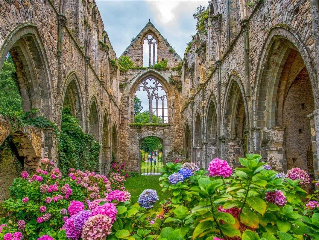 Les ruines gothiques de l'abbaye de Beauport envahies de lierre, avec des hortensias roses et bleus en premier plan.