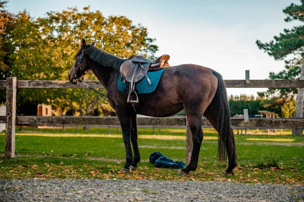 Un cheval noir avec une selle marron et un tapis bleu, se tenant dans un enclos avec un fond de arbres en automne.